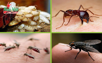 Cách phân biệt các loại côn trùng gây hại phổ biến trong nhà