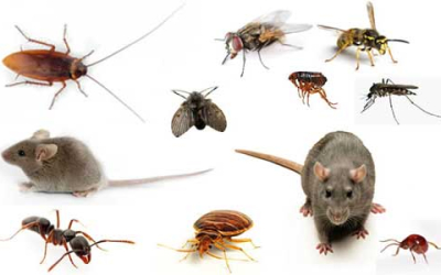 Dịch vụ diệt côn trùng