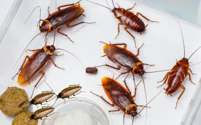 công ty diệt gián tại TPHCM