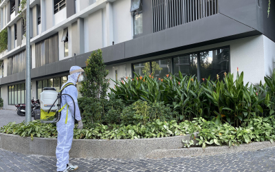 Dịch vụ diệt mối tại Cái Răng