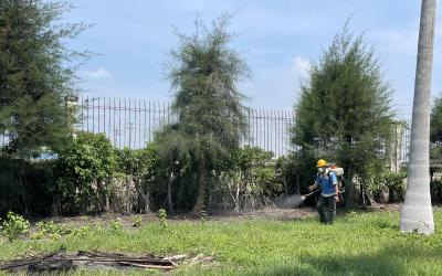 Dịch vụ diệt mối tại Ninh Kiều