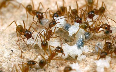 Dịch vụ diệt kiến