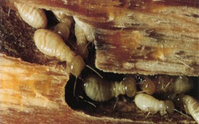 Dấu hiệu nhận biết mối xâm nhập