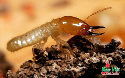 Mối chúa là gì và tại sao cần tiêu diệt tận gốc?