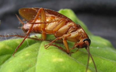 Loài gián được sinh sản như thế nào?