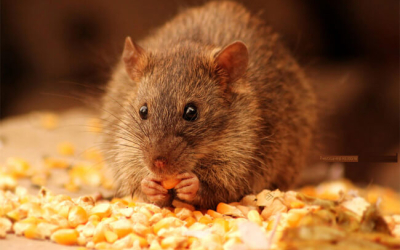 Dịch vụ diệt chuột