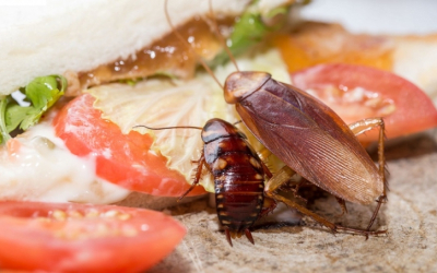 Loài gián phiền toái và nguy hiểm như thế nào?